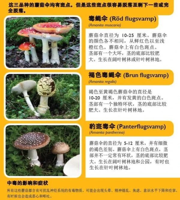 港盛国际 多名中国游客在瑞典采食毒蘑菇中毒送医！使馆紧急提醒